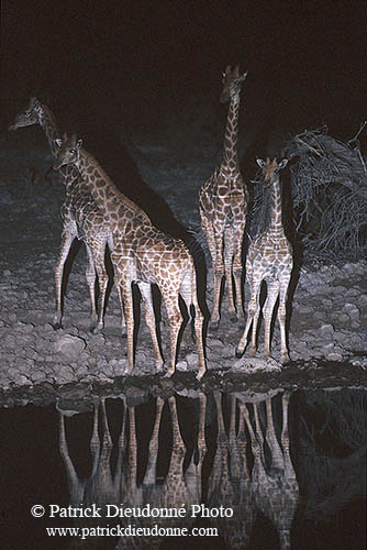 Giraffes at waterhole, Etosha NP, Namibia -  Girafes au pt d'eau   14719