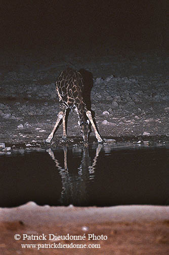 Giraffe drinking, Etosha NP, Namibia -  Girafe buvant la nuit 14720