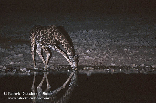 Giraffe drinking, Etosha NP, Namibia -  Girafe buvant la nuit 14722