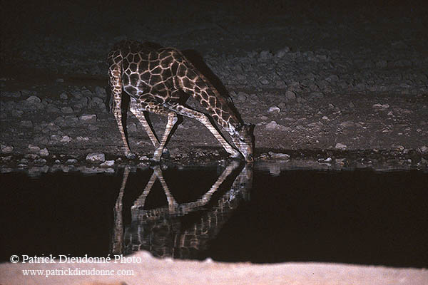 Giraffe drinking, Etosha NP, Namibia -  Girafe buvant la nuit 14723