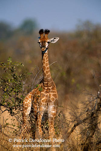 Giraffe (young), Kruger NP, S. Africa -  Jeune Girafe 14733