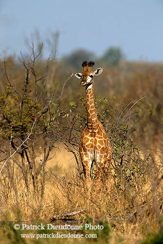 Giraffe (young), Kruger NP, S. Africa -  Jeune Girafe 14734