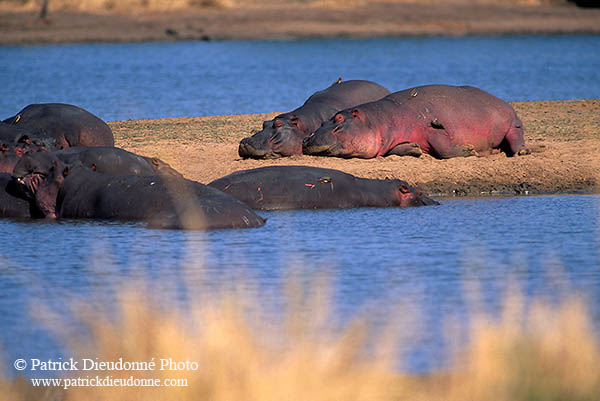 Hippo, group, Kruger NP, S. Africa - Hippopotames   14760