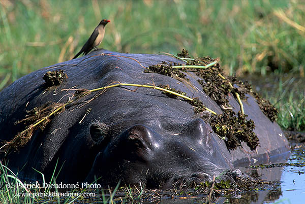 Hippo, Moremi reserve, Botswana - Hippopotame   14764