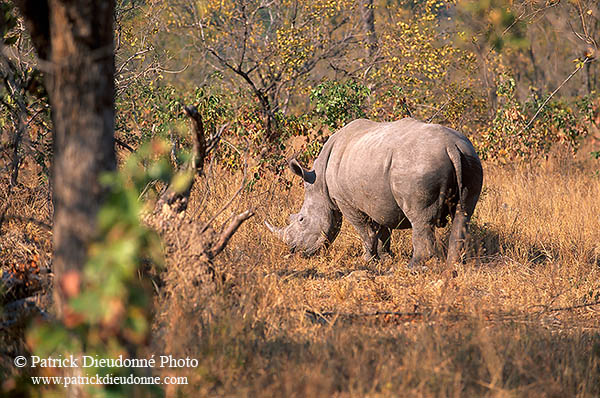 Rhinoceros (White), Kruger Park, S. Africa -  Rhinoceros blanc  15010