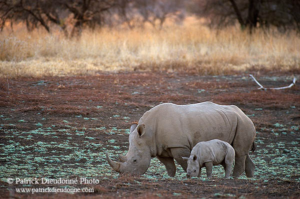 Rhinoceros (White), Kruger Park, S. Africa -  Rhinoceros blanc  15014