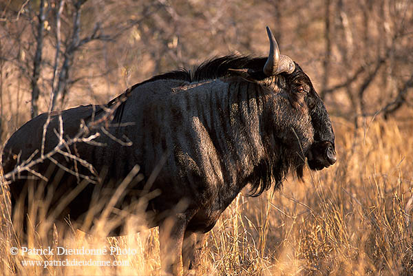 Wildebeest, Kruger NP, S. Africa -  Gnou bleu  15124