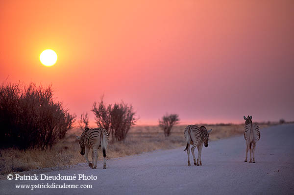 Zebra, sunset, Etosha NP, Namibia -  Zèbres au couchant  15132