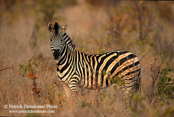 Zebra, Kruger NP, S. Africa - Zèbre  15145