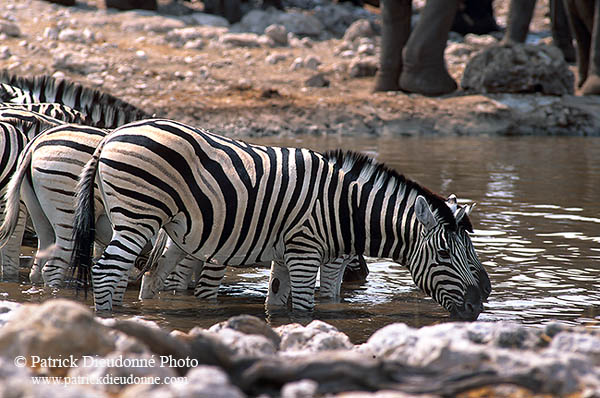 Zebras at waterhole, Etosha NP, Namibia -  Zèbres au point d'eau