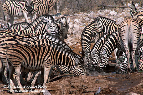 Zebras at waterhole, Etosha NP, Namibia -  Zèbres au point d'eau  15157