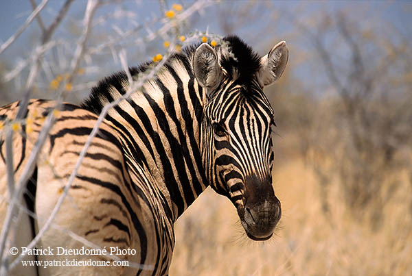 Zebra, Etosha NP, Namibia -  Zèbre  15158
