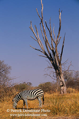 Zebra, Moremi reserve, Botswana -  Zèbre et arbre mort 15171