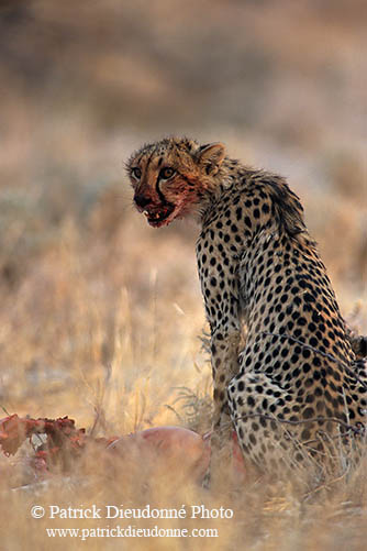 Cheetah near kill, Etosha, Namibia - Guépard et sa proie 14490