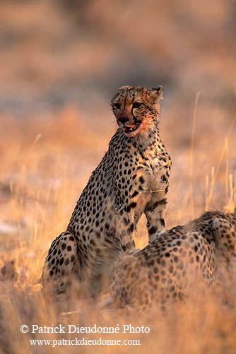 Cheetahs near kill, Etosha, Namibia - Guépards et leur proie 14501