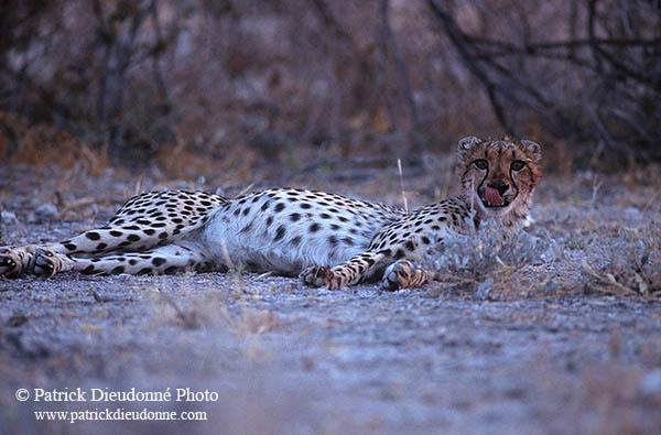 Cheetah after meal, Etosha, Namibia - Guépard après repas 14504