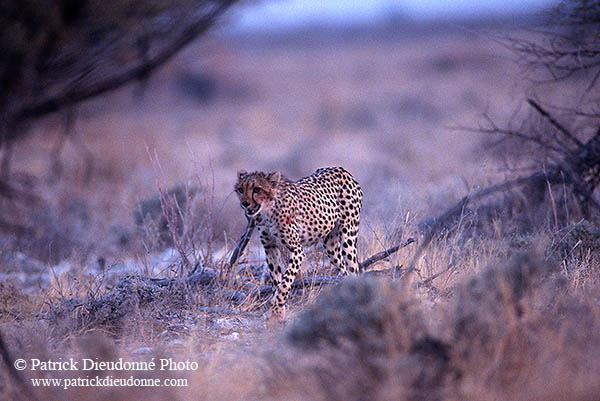 Cheetah, Etosha, Namibia - Guépard, Namibie 14510