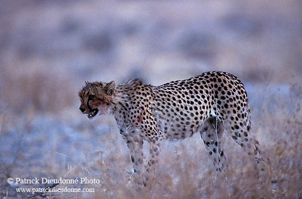 Cheetah, Etosha, Namibia - Guépard, Namibie 14517