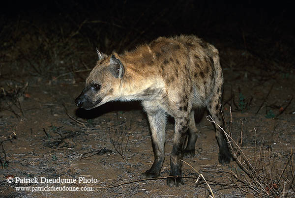 Spotted Hyaena, S. Africa, Kruger NP -  Hyène tachetée  14778