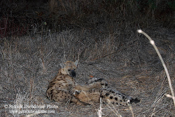 Spotted Hyaena, S. Africa, Kruger NP -  Hyène tachetée  14788