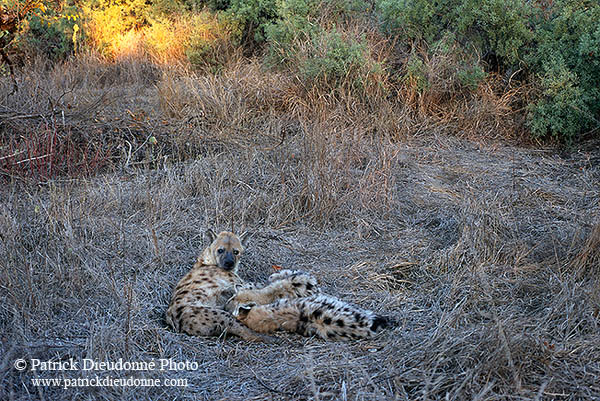 Spotted Hyaena, S. Africa, Kruger NP -  Hyène tachetée  14789