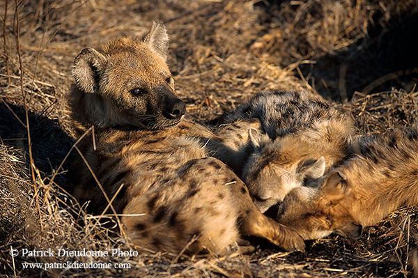 Spotted Hyaena, S. Africa, Kruger NP -  Hyène tachetée  14795