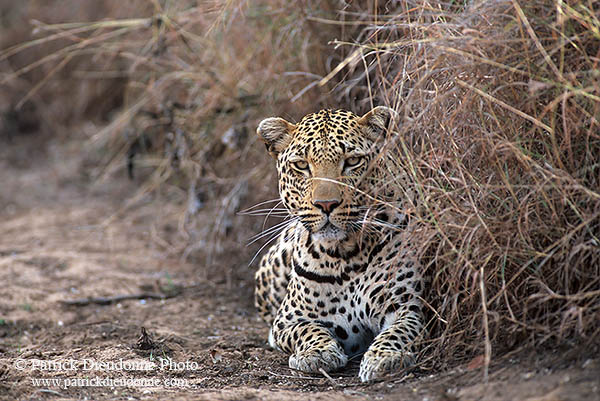 Leopard, Kruger NP, S. Africa  - Leopard   14877