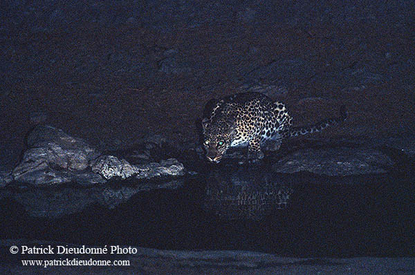 Leopard, Etosha NP, Namibia  - Leopard   14883