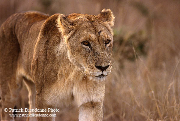 Lioness, Kruger NP, S. Africa  - Lionne   14888