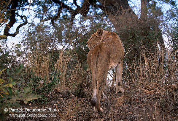 Lioness, Kruger NP, S. Africa  - Lionne   14896