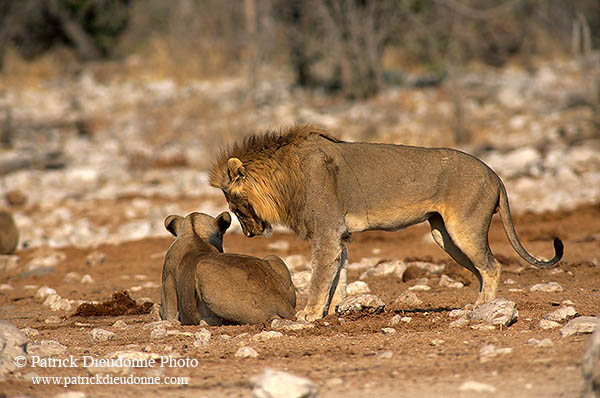 Lion and lioness, Etosha NP, Namibia  - Lion et lionne   14899