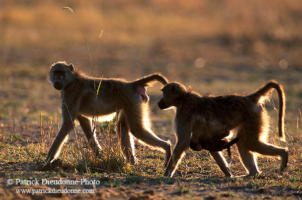 Chacma baboon, Moremi, Botswana -  Babouin chacma et bébé 14434