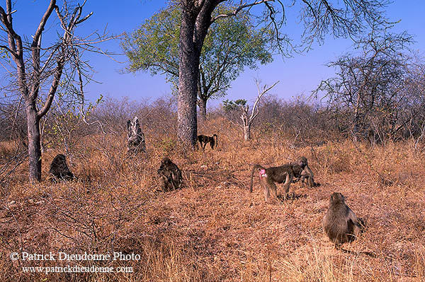 Chacma baboon, Kruger NP, South Africa - Babouin chacma 14440
