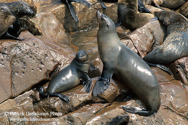 Cape Fur Seal, Cape Cross, Namibia - Otarie du Cap  14648