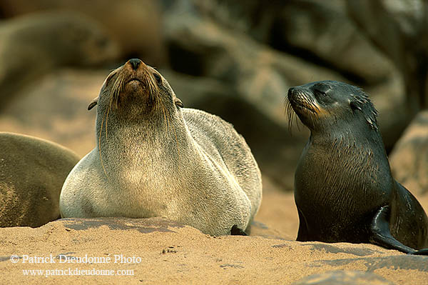 Cape Fur Seal, Cape Cross, Namibia - Otarie du Cap  14651