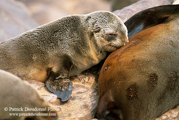 Cape Fur Seal, Cape Cross, Namibia - Otarie du Cap  14659