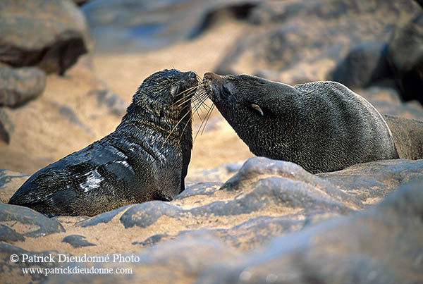 Cape Fur Seal, Cape Cross, Namibia - Otarie du Cap  14661
