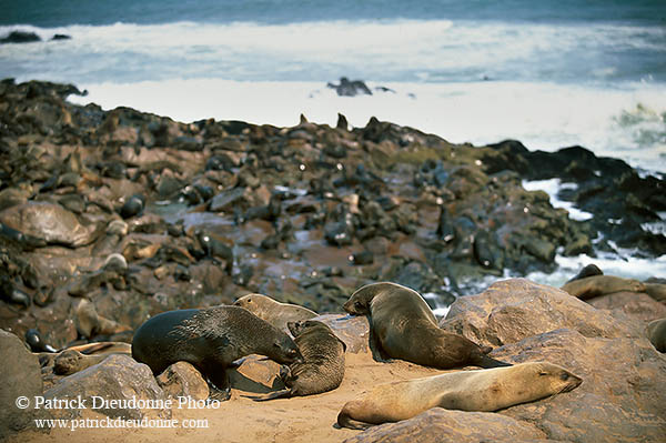 Cape Fur Seal, Cape Cross, Namibia - Otarie du Cap  14665