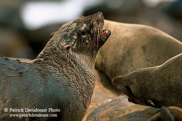 Cape Fur Seal, Cape Cross, Namibia - Otarie du Cap  14675