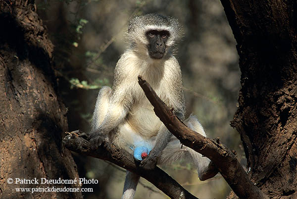 Monkey (Vervet), S. Africa, Kruger NP -  Singe vervet  14943