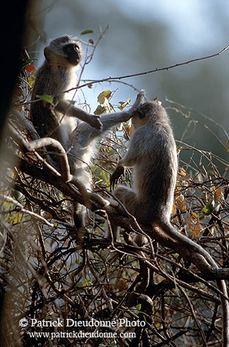 Monkey (Vervet), S. Africa, Kruger NP -  Singe vervet  14972