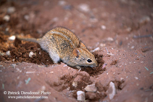 Mouse (Striped), Sossusvlei, Namibia - Souris rayée, desert du Namib  14974