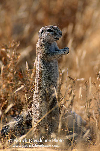 Ground Squirrel, Etosha NP, Namibia - Ecureuil fouisseur du Cap   15041