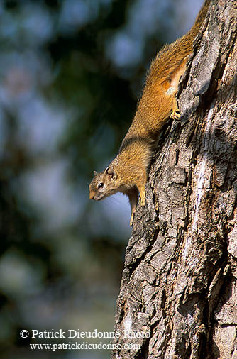 Tree Squirrel, Kruger NP, S. Africa -  Ecureuil de Smith (de brousse)  15059
