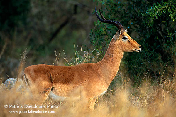 Impala, S. Africa, Kruger NP -  Impala  14802
