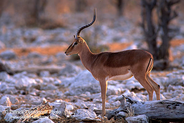 Impala (Black-faced), Etosha NP, Namibia -  Impala à face noire  14804