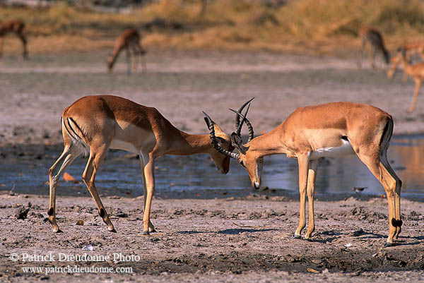 Impalas, Moremi reserve, Botswana - Impala  14818