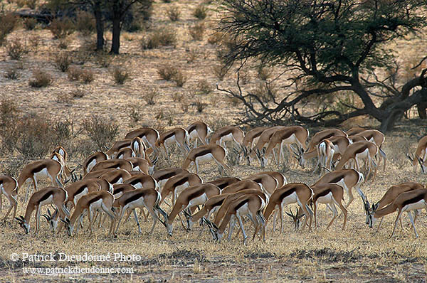 Springboks, Kalahari Gemsbok NP, S. Africa -  Springboks  15022
