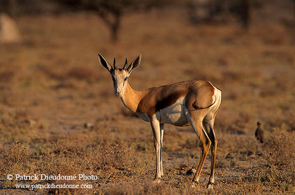 Springbok, Etosha NP, Namibia -  Springbok  15025