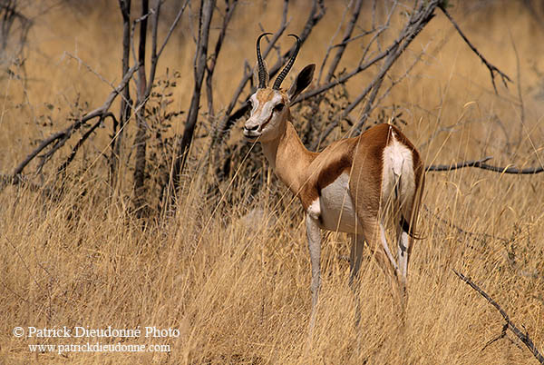 Springbok, Etosha NP, Namibia -  Springbok  15026